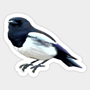 Magpie Sticker